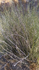 Ephedra chilensis