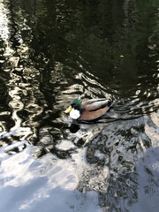 Anas platyrhynchos domesticus