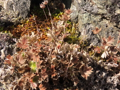 Potentilla × villosula