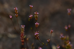 Rotala tenuis