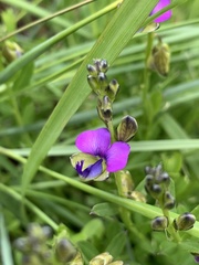 Polygala uncinata