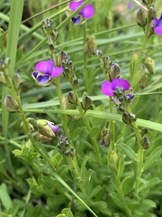 Polygala uncinata