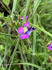 Polygala uncinata