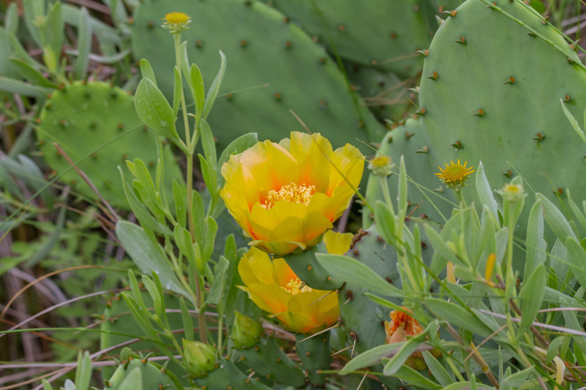 Opuntia humifusa