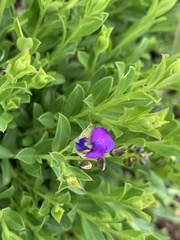 Polygala uncinata