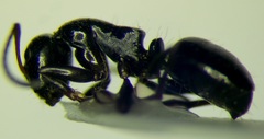Camponotus piceus