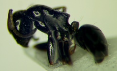 Camponotus piceus