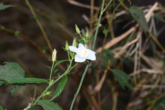 Hibiscus hirtus