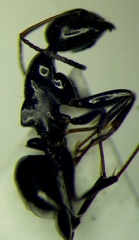 Camponotus piceus