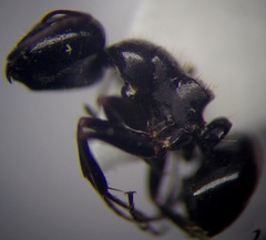 Camponotus piceus