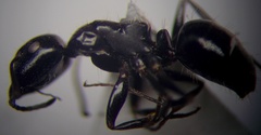 Camponotus piceus