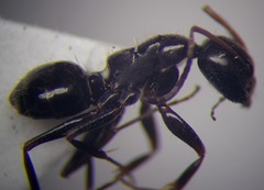 Camponotus piceus