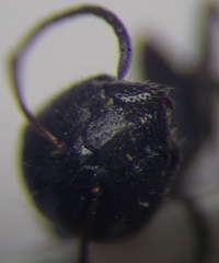 Camponotus piceus