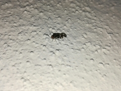 Cerastipsocus trifasciatus