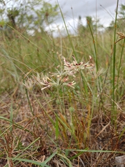 Pelargonium longifolium