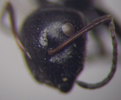 Camponotus piceus