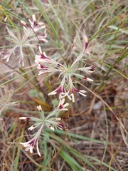 Pelargonium longifolium