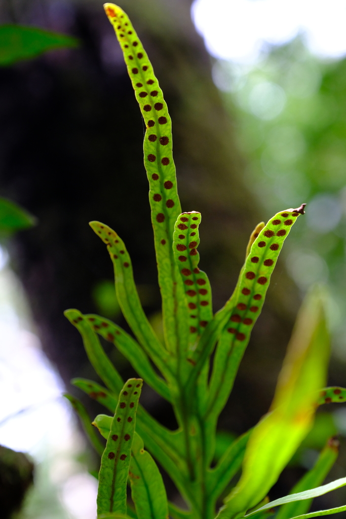 Polypodium ensiforme