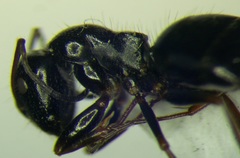 Camponotus piceus
