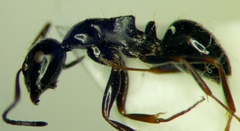 Camponotus piceus