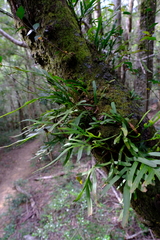Polypodium ensiforme