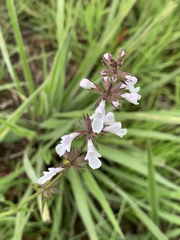 Stachys nigricans