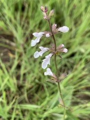 Stachys nigricans