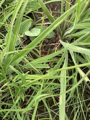 Stachys nigricans