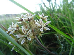 Asclepias crispa