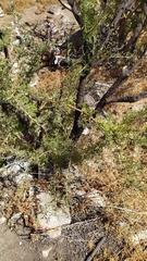 Adesmia confusa