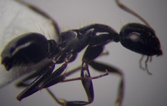 Camponotus piceus