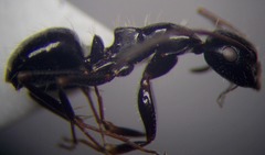 Camponotus piceus