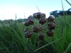 Asclepias crispa