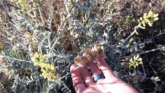 Astragalus lentiginosus nigricalycis