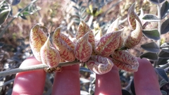 Astragalus lentiginosus nigricalycis
