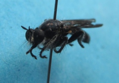 Laphria canis