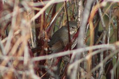 Passerella iliaca altivagans