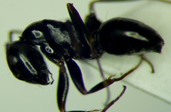 Camponotus piceus