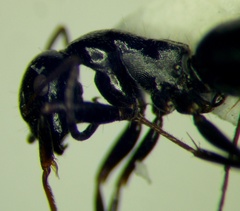 Camponotus piceus