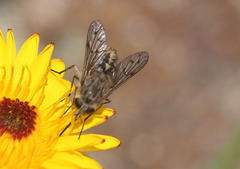 Caenopangonia