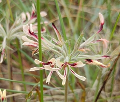 Pelargonium longifolium