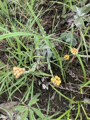 Helichrysum cephaloideum