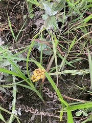 Helichrysum cephaloideum