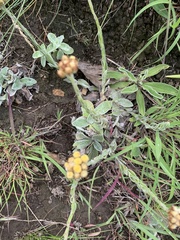 Helichrysum cephaloideum