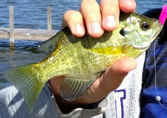 Lepomis macrochirus macrochirus