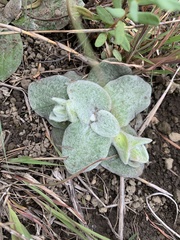 Helichrysum cephaloideum