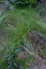 Ficinia trispicata