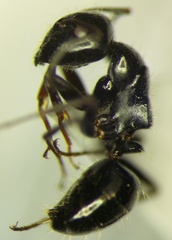Camponotus piceus