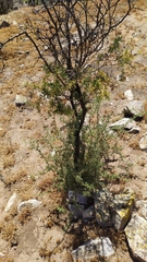 Adesmia confusa