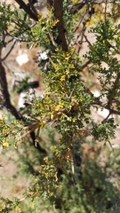 Adesmia confusa